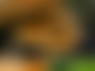 Rain Forest Fungus Color Palette