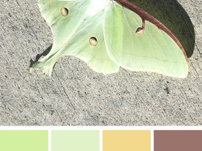 Lunar Moth Color Palette With RGB Codes