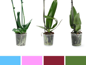 Orchid 3 Ways Color Palette