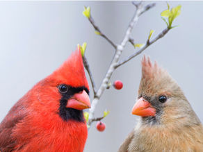 Cardinal Color Palette