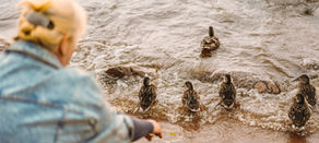 Lining up ducks: How to prepare so getting Aged Care Advice is easier (if you need it)