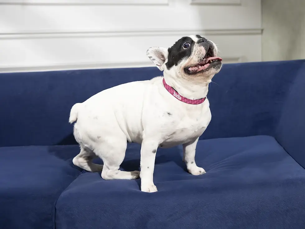 Thumbnail: Custom Dog Collars