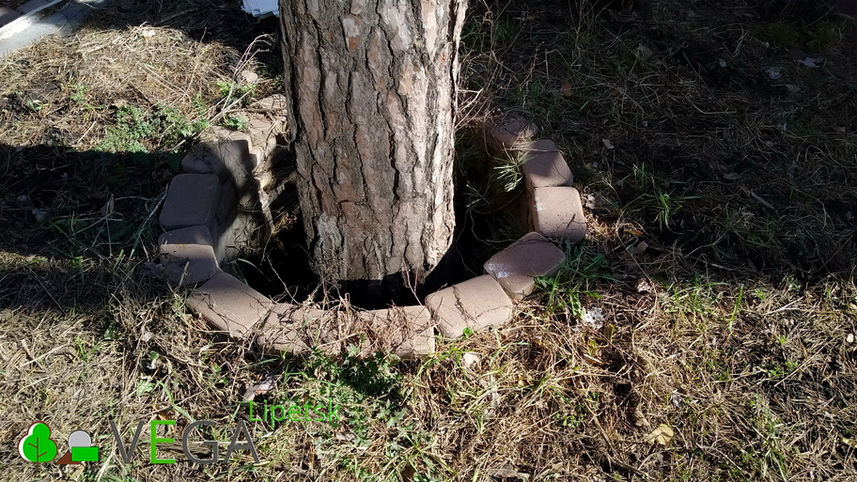 ландшафтный дизайн Vega Вега Липецк благоустройство озеленение территории