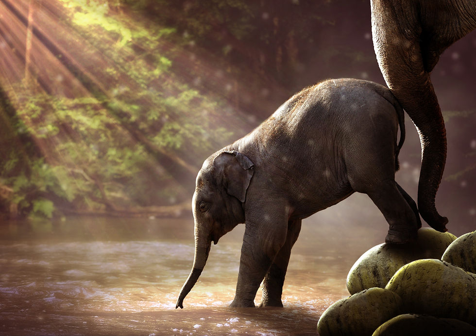 elephant-2380009
