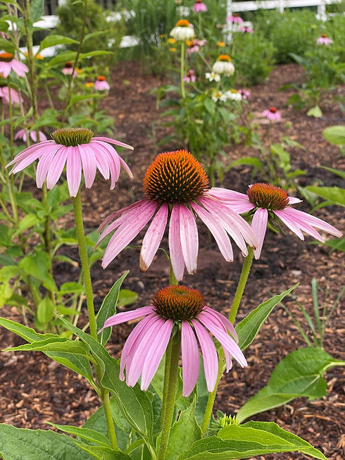 Coneflowers.jpg