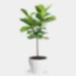 Fiddle Leaf Fig