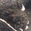 Thumbnail: Molasses Compost
