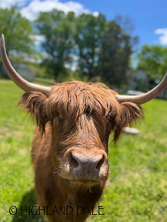 Meet Amber, a striking brindle Highland heifer with a deep red coat and black highlights. Full of personality and raised with love, she’s ready to bring elegance to a new fold.