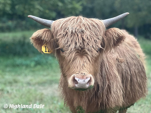 Highland Dale Ginger