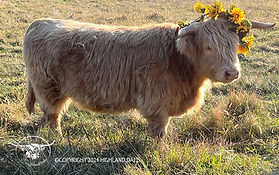 Buttercup of Highland Dale (PV, D)