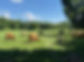 Highland Cattle Grazing Summer.jpeg