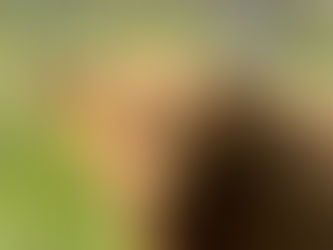 Bandit the Highland Guardian