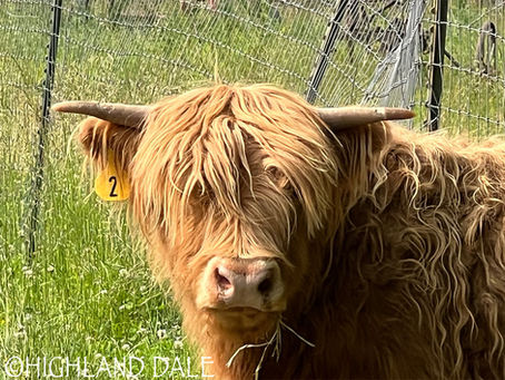 Bandit the Highland Guardian