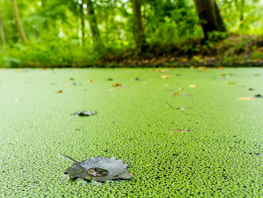 Phoslock on brink of becoming very large, according to Chairman Lawrence Freedman.