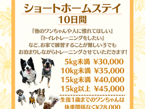 お泊まりトレーニング始めます♪