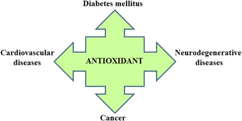 Antioxidative Aktivität und verwandte Wirkungen von Oleuropein und Hydroxytyrosol.