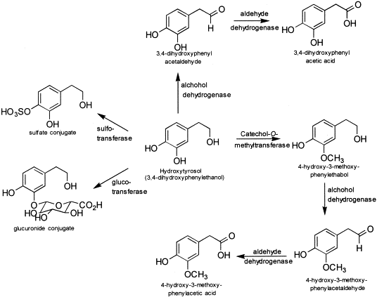 Hauptphenolverbindungen in Olivenöl: Stoffwechsel und gesundheitliche Auswirkungen