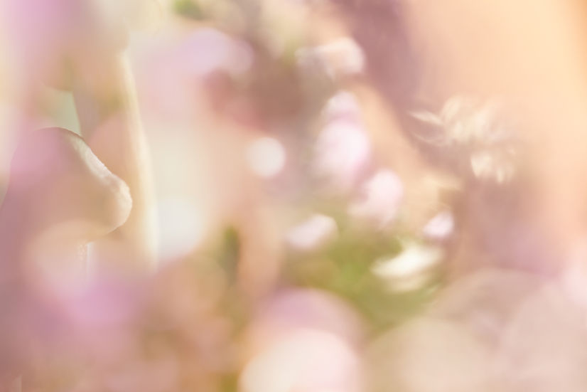Abstract floral shot with blurred, soft focus and pastel warm colors Agata Pec Art Photography