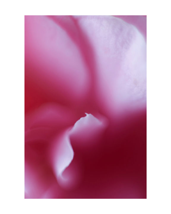 A close up of a pink rose flower petals
