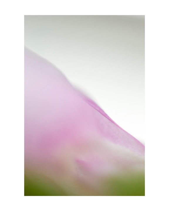 An abstract close up of a pink sweet pea flower petals