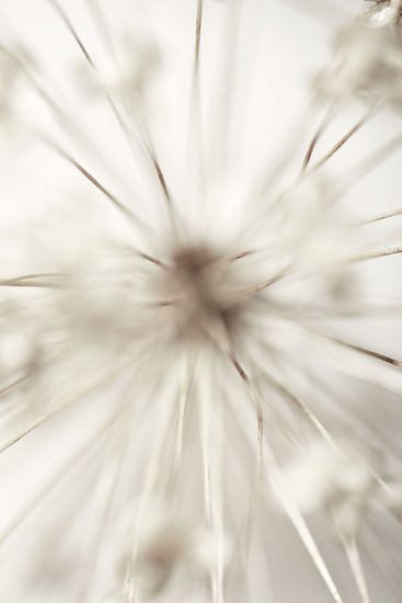 Botanicals18422.jpg