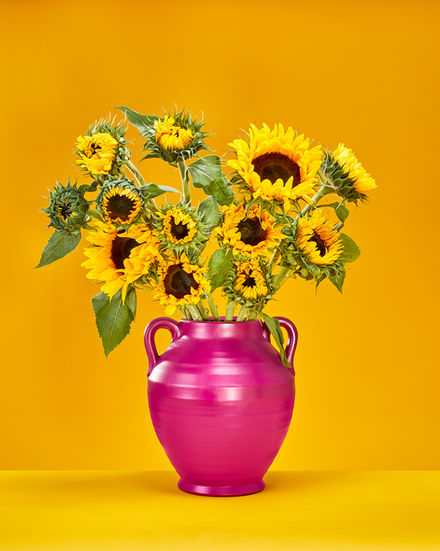 Vibrant sunflowers in a pink vase against a sunny yellow background. Agata Pec Art Photography