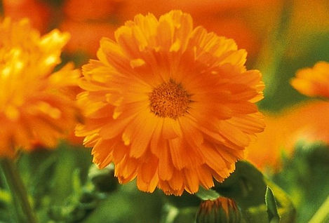 Fleur de calendula-Drôme.jpg