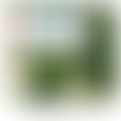 Field of daisies overlayed with text say May 2026 Neighbourhood Warden's Report