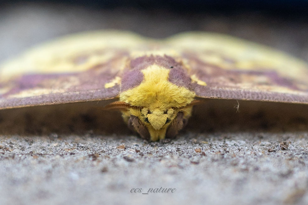 Imperial moth (Eacles imperialis) resting calmly on pavement during a quiet pause