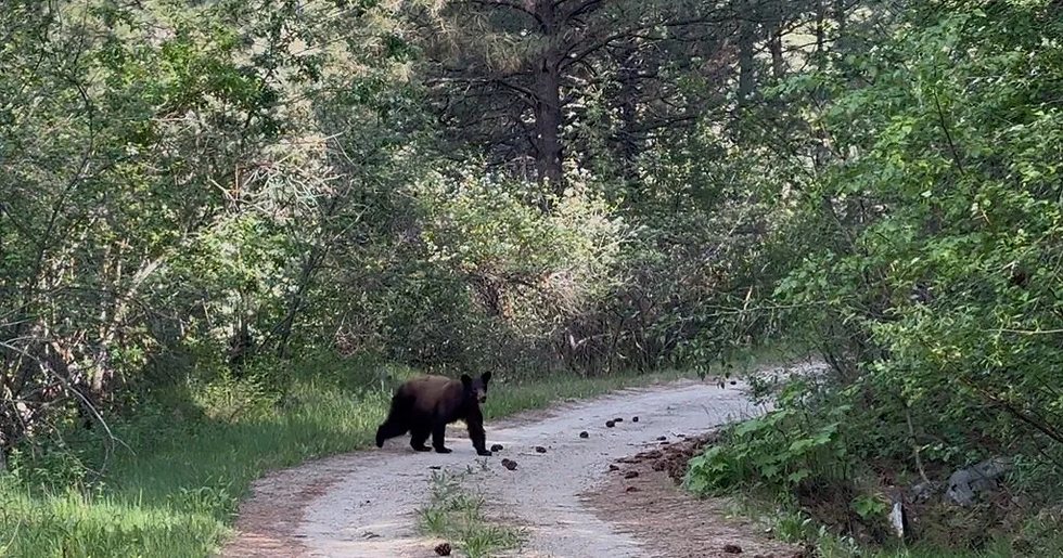 Photograph of an American Black Bear crossing a dirt trail through mixed pine and scrub oak forest, pausing to look toward the camera.