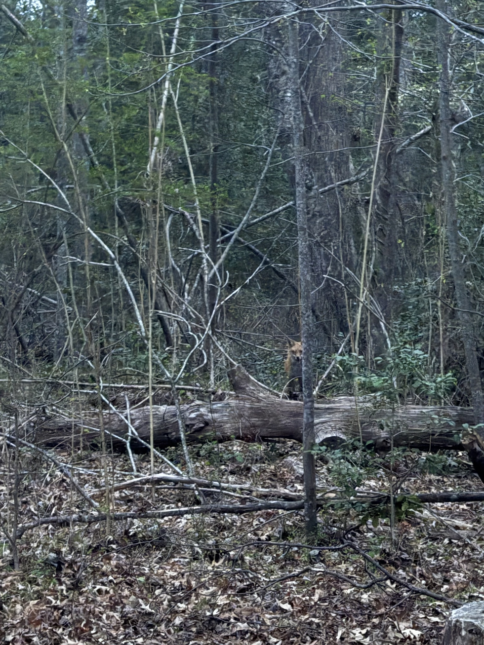 Fox standing in a wooded area, partially hidden behind trees and a fallen log, looking toward the camera.