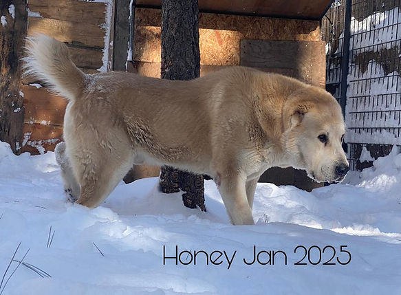honey 111.jpg