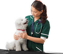 Auxiliar de Veterinária trabalhando feliz com um cachorro. 
