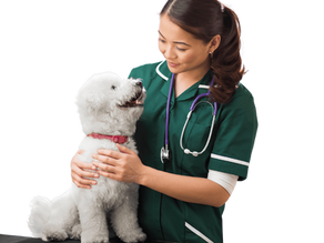 🐶 Conheça o curso de Auxiliar de Veterinário da Task Cursos