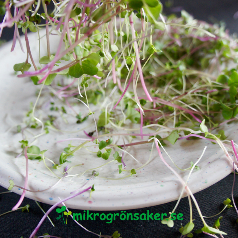 salladsmix_mikrogront