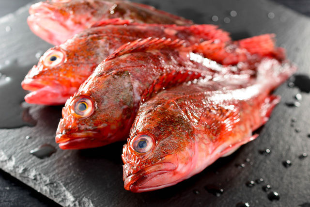 カサゴmarbled Rockfish 鮋