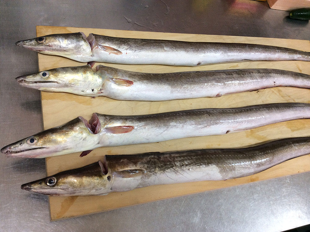 ハモdaggertooth Pike Conger鱧魚