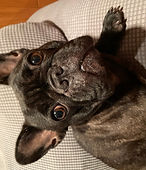 Gigi