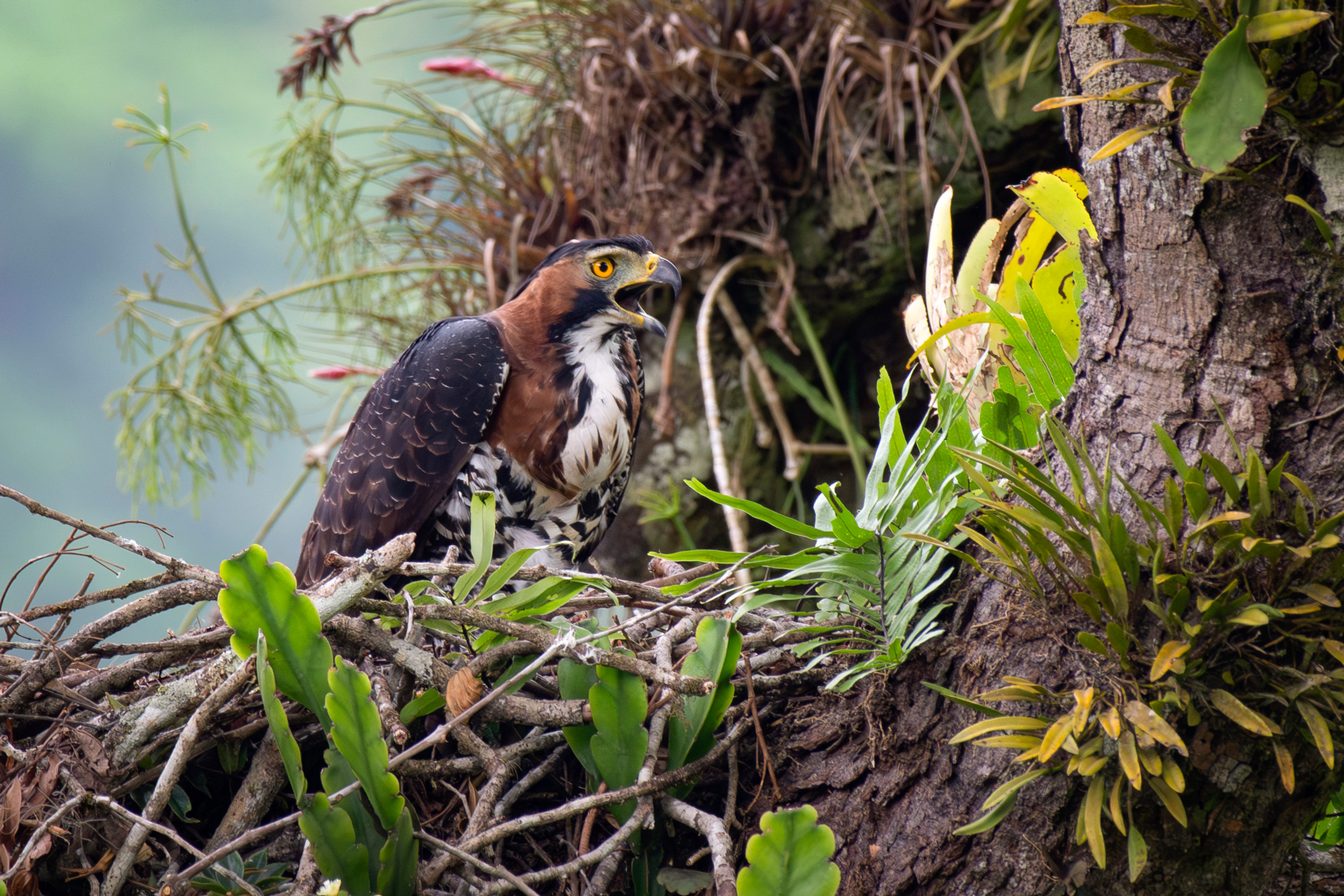 Ornate-Hawk Eagle | Atlantic Forest Tour