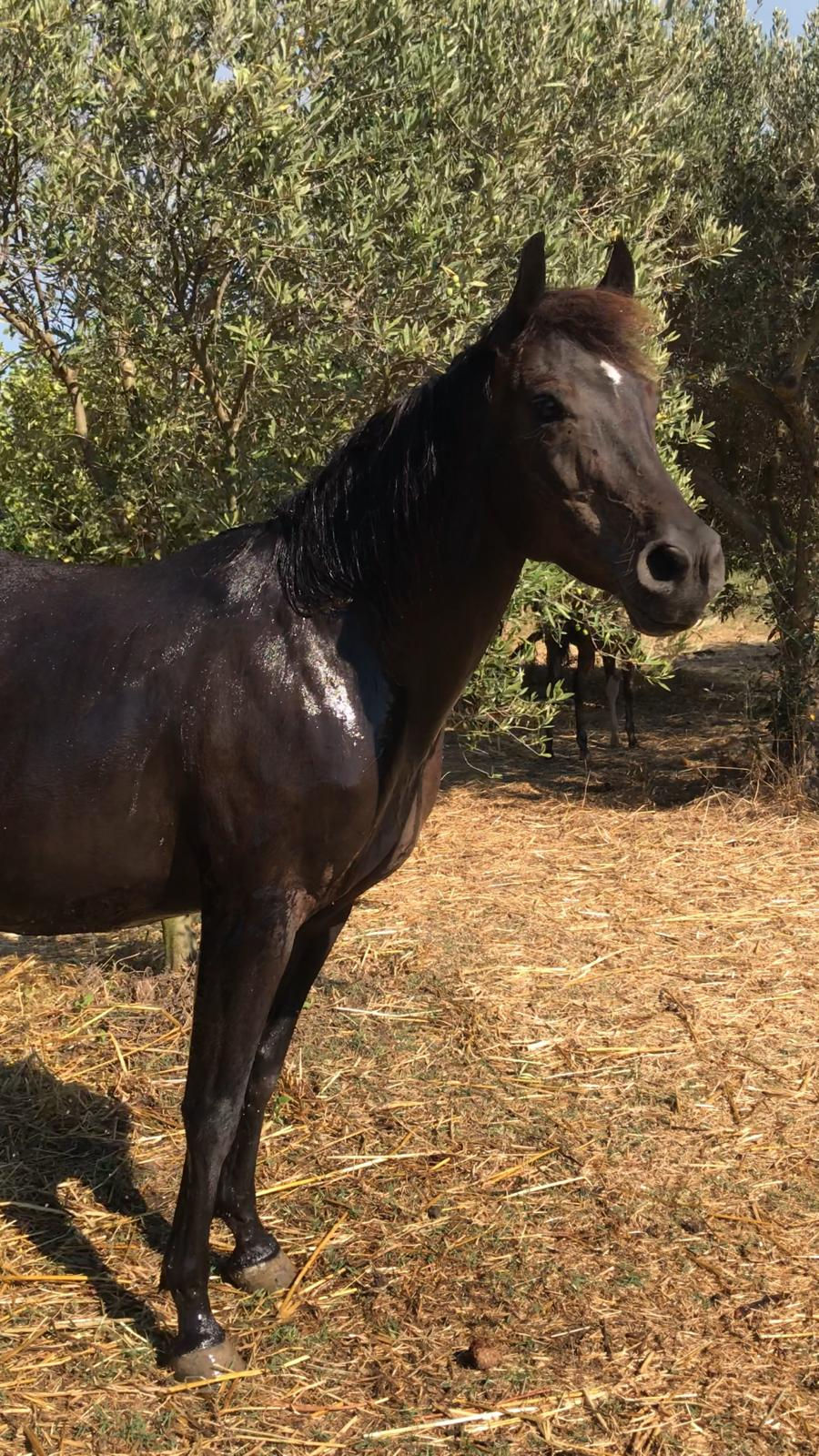 Miniatura: BLACK SPECIAL RATCHET