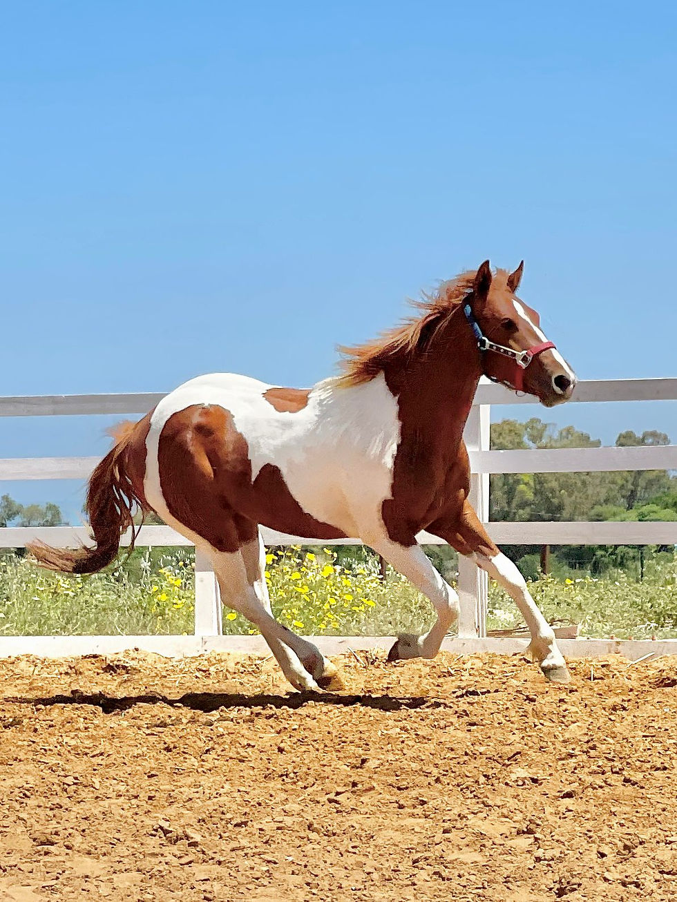Miniatura: PEPPYS COOKIE LUCAS