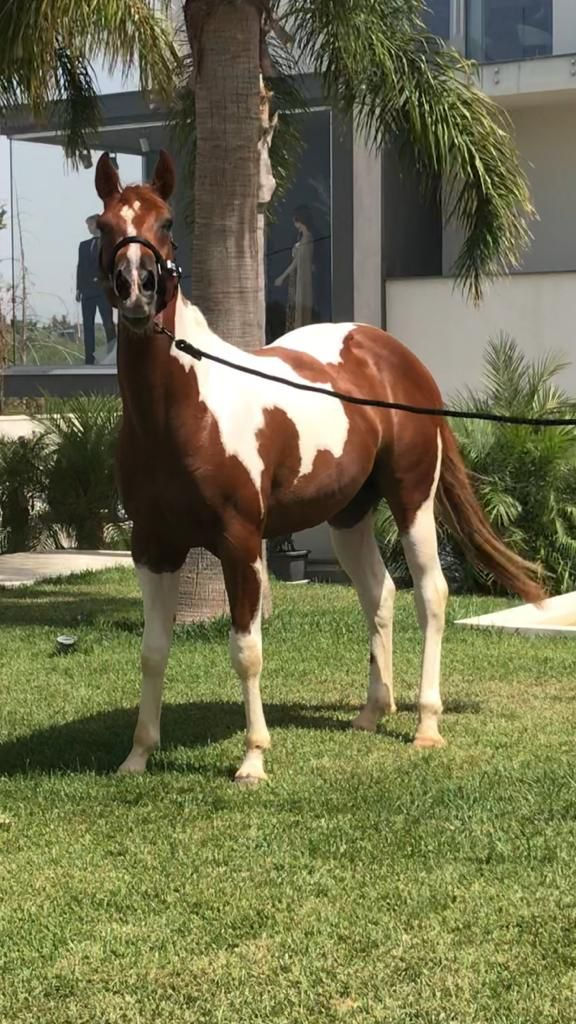 Miniatura: PEPPYS COOKIE LUCAS