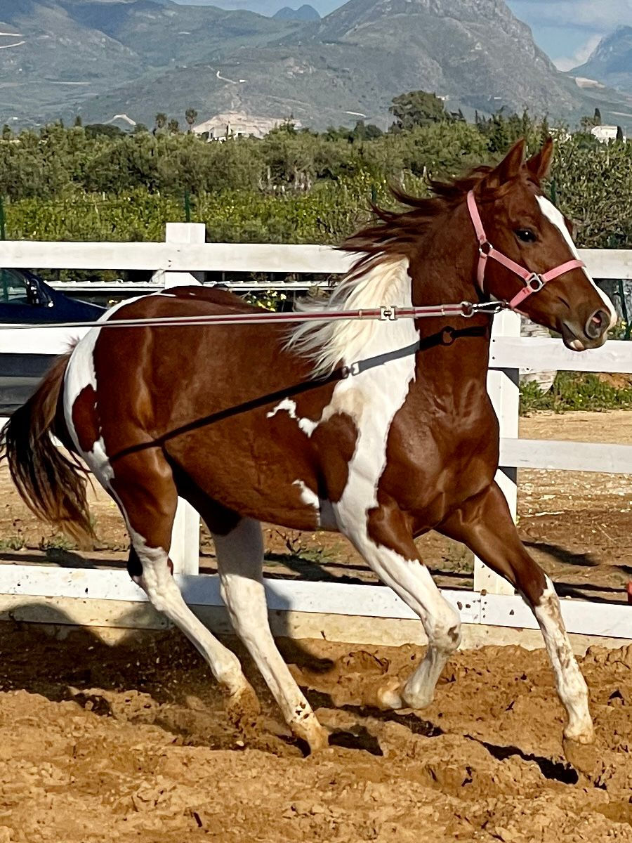 Miniatura: DELTA WINNY WIZZ