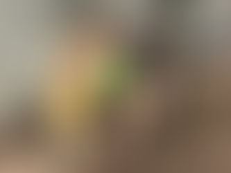 🌺 Hālau Update – 'Ike Kupuna 🌺