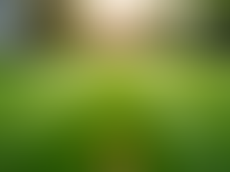 Traits of the Best Lawn Services: Top Lawn Care Options for Your Property