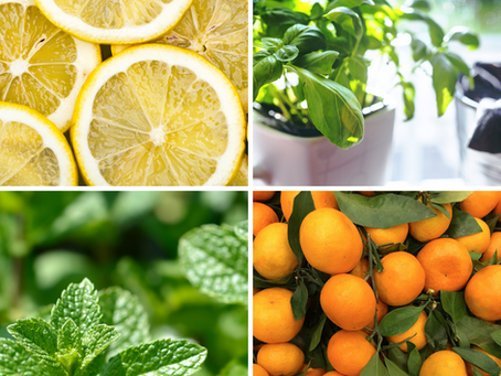 Lemn, Basil, Spearmint and Tangerine