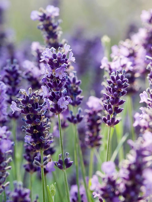 RX-DK-GPP03901_lavender-spikes_s3x4.jpg.