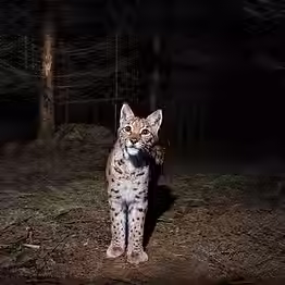 lynx-eurasien-marquant-sa-place-pendant-nuit_475641-1393.avif
