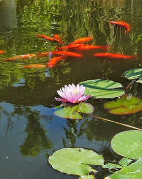 pond3.JPG