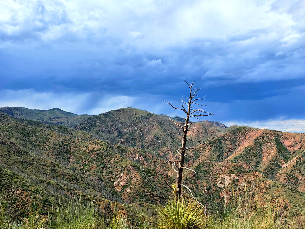 A lone dead tree still standing in 2025 after the 2012 Waldo Canyon fire Colorado.